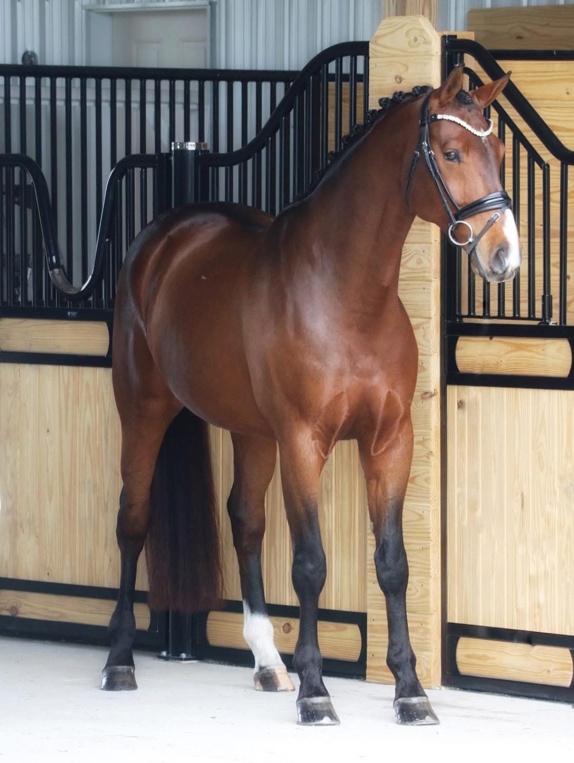 Faramir S Ferro dressage eventing horse